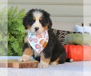 Bernese Mountain Dog Puppy for sale in EPHRATA, PA, USA