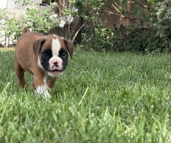 Medium Photo #2 Boxer Puppy For Sale in LONG BEACH, CA, USA