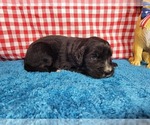 Small Photo #35 Golden Mountain Dog Puppy For Sale in BLACK FOREST, CO, USA