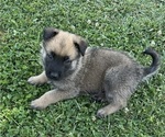 Puppy Puppy 1 Belgian Malinois