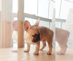 Small Photo #19 French Bulldog Puppy For Sale in MANHATTAN, NY, USA