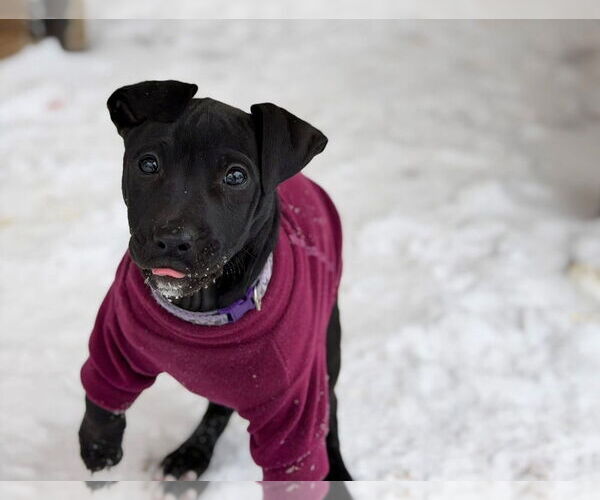 Medium Photo #10 Mutt Puppy For Sale in OKLAHOMA CITY, OK, USA