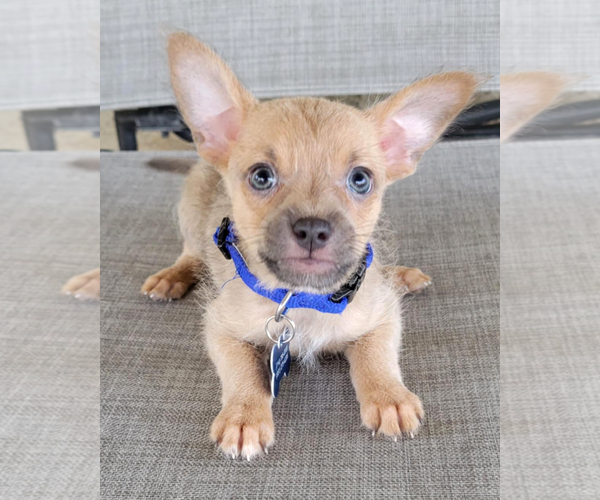 Medium Photo #2 Rat-Cha Puppy For Sale in Corona, CA, USA