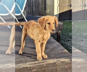 Golden Retriever Puppy for sale in ROGERS, AR, USA