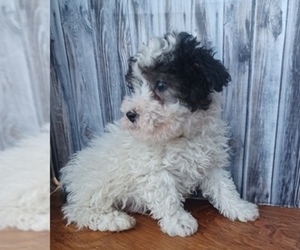F2 Aussiedoodle Puppy for sale in NILES, MI, USA