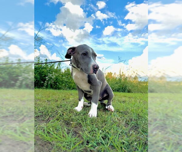 Medium Photo #1 Bulldog-Unknown Mix Puppy For Sale in Tarrytown, GA, USA
