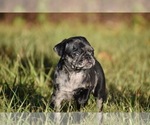 Small #2 Pug