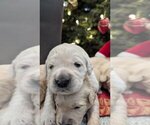 Small Photo #4 Golden Retriever Puppy For Sale in ELVERTA, CA, USA