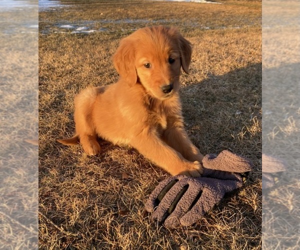 Medium Photo #1 Golden Retriever Puppy For Sale in DALLAS, WI, USA