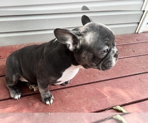 French Bulldog Puppy for Sale in LA VERGNE, Tennessee USA