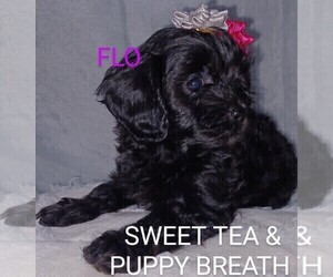 Cavapoo Puppy for sale in BEAUFORT, SC, USA