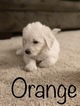 Small #70 Goldendoodle
