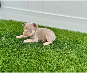 French Bulldog Puppy for sale in CORAL SPRINGS, FL, USA
