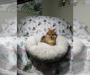 Pomeranian Puppy for Sale in COOKEVILLE, Tennessee USA