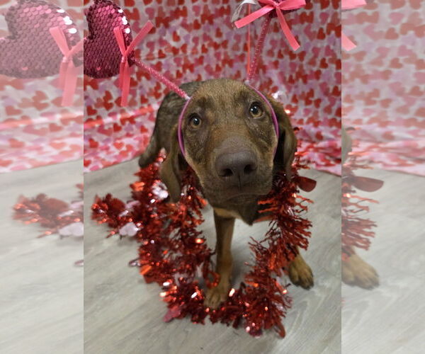 Medium Photo #3 Shepradors Puppy For Sale in Attalka, AL, USA