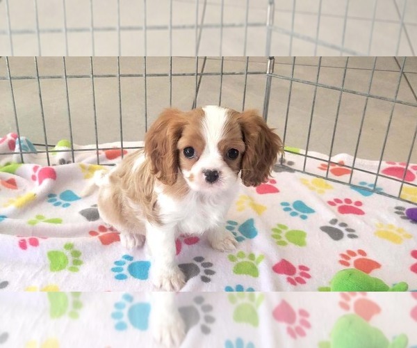 Medium Photo #1 Cavalier King Charles Spaniel Puppy For Sale in ORO VALLEY, AZ, USA