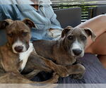 Small #4 American Staffordshire Terrier Mix