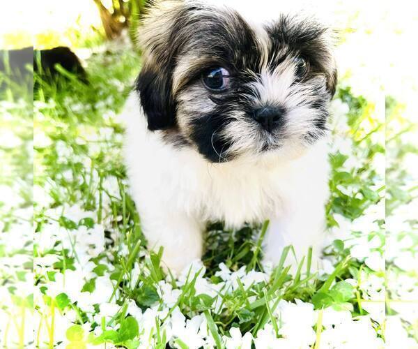 Medium Photo #12 Shih Tzu Puppy For Sale in MC KEE, KY, USA
