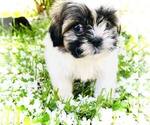 Small Photo #12 Shih Tzu Puppy For Sale in MC KEE, KY, USA
