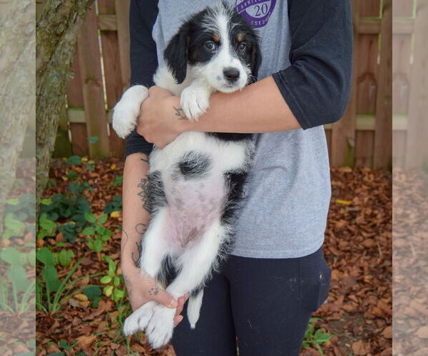 Medium Photo #4 Australian Shepherd-Unknown Mix Puppy For Sale in Huntley, IL, USA
