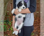 Small #3 Australian Shepherd Mix