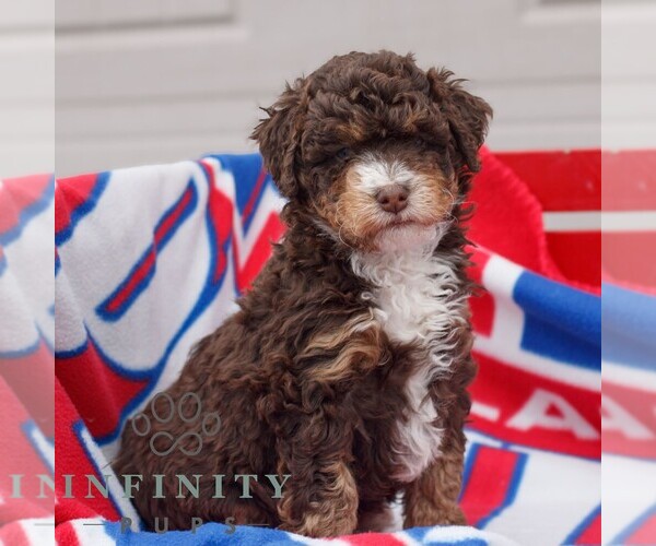 Medium Photo #2 Bernedoodle (Miniature) Puppy For Sale in MORGANTOWN, PA, USA