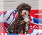 Small #1 Bernedoodle (Miniature)