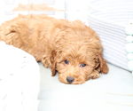 Small Photo #6 Goldendoodle (Miniature) Puppy For Sale in MARIETTA, GA, USA