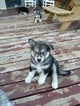 Puppy 0 Alaskan Malamute