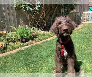 Labradoodle Puppy for sale in VANCOUVER, WA, USA