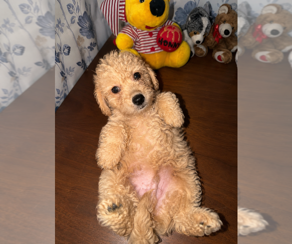 Medium Photo #15 Goldendoodle mix (+ Poodle Miniature) Puppy For Sale in DURHAM, CT, USA