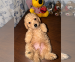 Small #14 Goldendoodle mix (+ Poodle Miniature)