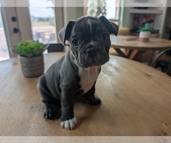 Medium Photo #4 Faux Frenchbo Bulldog Puppy For Sale in LAS CRUCES, NM, USA