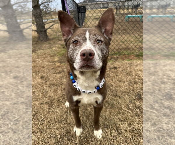 Medium Photo #2 Siberian Husky-Unknown Mix Puppy For Sale in Evansville, IN, USA