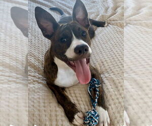 American Pit Bull Terrier-Mountain Cur Mix Dogs for adoption in Oakhurst, NJ, USA