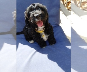Doxiepoo (Miniature) Puppy for sale in WOBURN, MA, USA