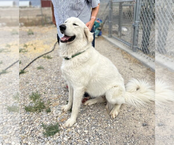 Medium Photo #1 Great Pyrenees Puppy For Sale in Bountiful, UT, USA