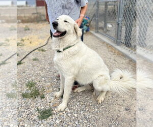 Great Pyrenees Dogs for adoption in Bountiful, UT, USA
