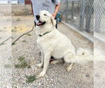 Small Great Pyrenees