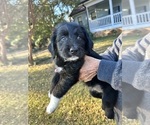 Puppy 4 Labradoodle-Miniature Australian Shepherd Mix