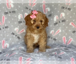 Cocker Spaniel-Poodle (Miniature) Mix Puppy for sale in LAKELAND, FL, USA