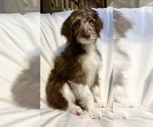 Medium Photo #1 Miniature Australian Shepherd-Poodle (Standard) Mix Puppy For Sale in ELKIN, NC, USA