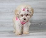 Small Photo #9 Maltipoo Puppy For Sale in LAS VEGAS, NV, USA