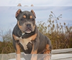 Small Photo #2 American Bully Puppy For Sale in POMONA, MO, USA