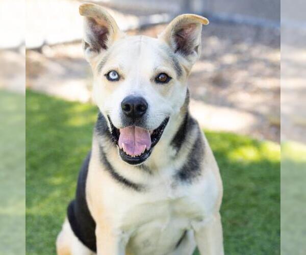 Medium Photo #1 Siberian Husky-Unknown Mix Puppy For Sale in Camarillo, CA, USA