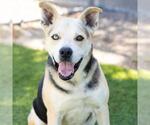 Small Siberian Husky Mix