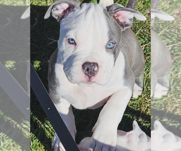 Medium Photo #1 American Bully Puppy For Sale in APPLETON, WI, USA