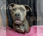 Small #7 Staffordshire Bull Terrier Mix