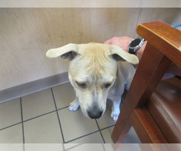 Medium Photo #1 American Pit Bull Terrier Puppy For Sale in Ocala, FL, USA
