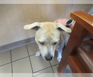 American Pit Bull Terrier Dogs for adoption in Ocala, FL, USA